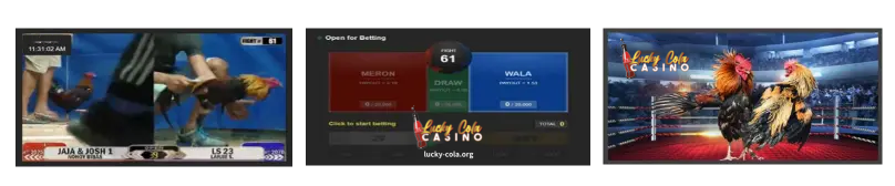 Lucky Cola Online Casino Cock Fighting